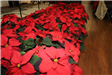 Poinsettias in Front of a Stage